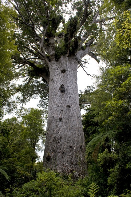 Tane Mahuta (der Vater des Waldes), ca 1000 Jahre alter Kauri-Baum   (Klicken zum öffnen)