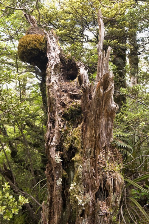 Regenwald, Tongariro N. P.   (Klicken zum öffnen)