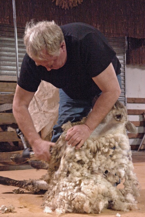 Schafscherer in Napier   (Klicken zum öffnen)