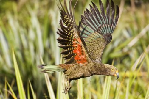 Kea   (Klicken zum öffnen)