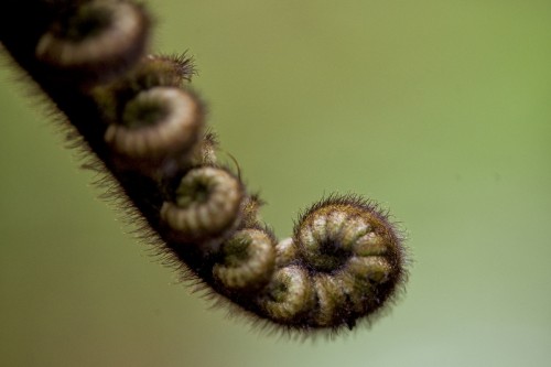 Silver Fern   (Klicken zum öffnen)