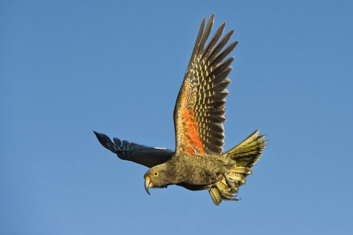 Keas haben wunderschön gefärbte Flügel   (Klicken zum öffnen)