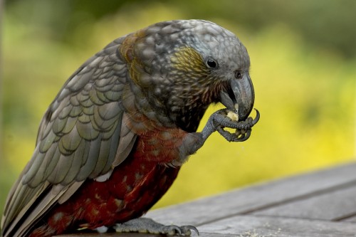 Kaka / Waldpapagei, auf Stewart Island sehr zutraulich   (Klicken zum öffnen)