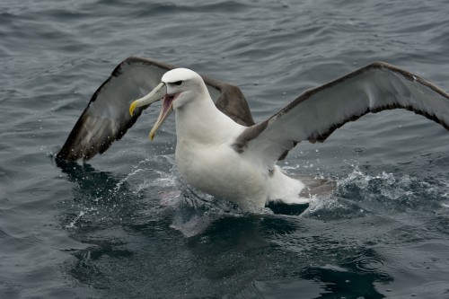 Albatros, Stewart Island   (Klicken zum öffnen)