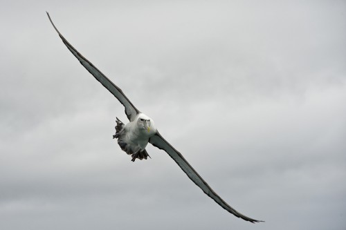 Royal Albatros im Anflug, Stewart Island   (Klicken zum öffnen)