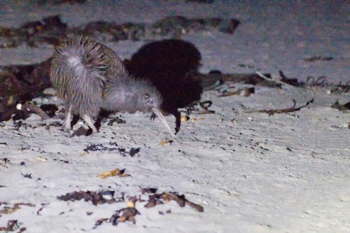 Kiwi, Stewart Island   (Klicken zum öffnen)