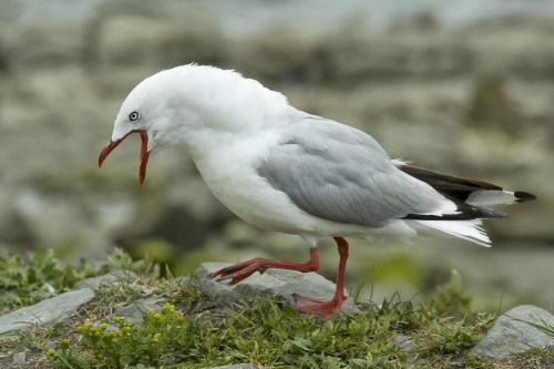 Schimpfende Möwe   (Klicken zum öffnen)