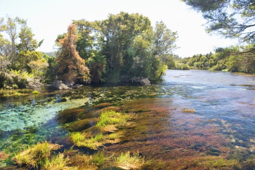 Der Fluss aus der Pupu Spring zum Meer ist nur einige hundert Meter lang   (Klicken zum öffnen)