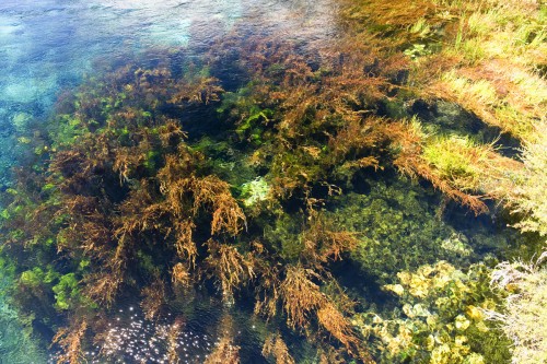 Glasklares Wasser an der Pupu Spring (Wassertiefe ca. 25m)   (Klicken zum öffnen)