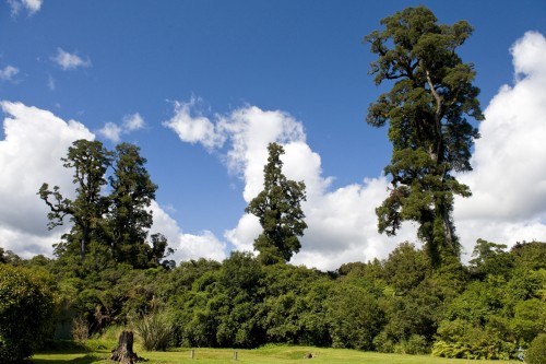 Kahikatea- (Neuseeländische Warzeneibe) und Rimu- (Harzeibe) Bäume werden über 50m gross   (Klicken zum öffnen)