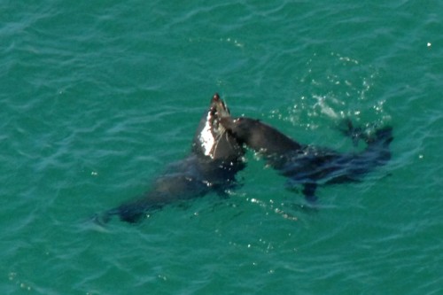 Verspielte Seehunde, bei Nugget Point, Catlin Coast   (Klicken zum öffnen)