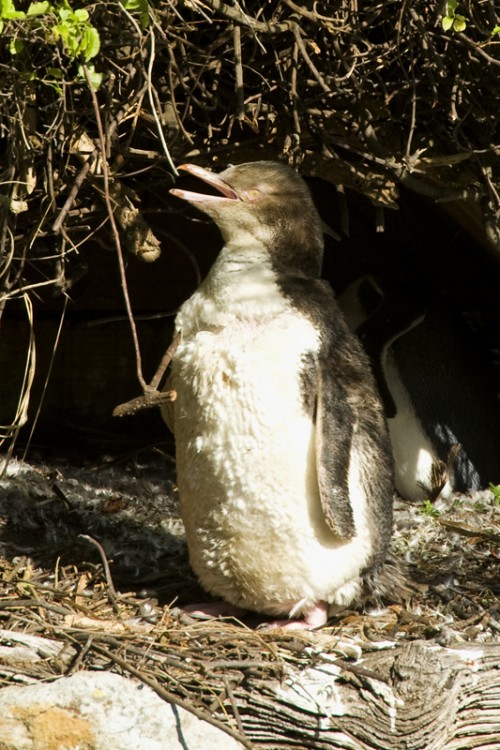Junger Yelow Eyed Penguin mit noch unfertigem Gefieder   (Klicken zum öffnen)
