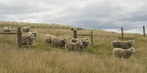 On the run, Otago Peninsula   (Klicken zum öffnen)