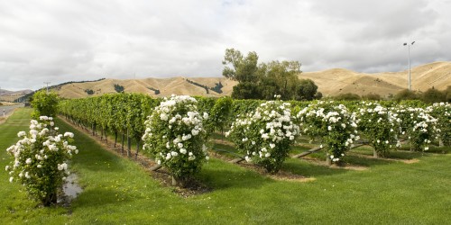 Weinanbau im Marlborough County   (Klicken zum öffnen)