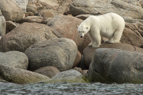 Manche Eisbären verlassen das Festland nie   (Klicken zum öffnen)