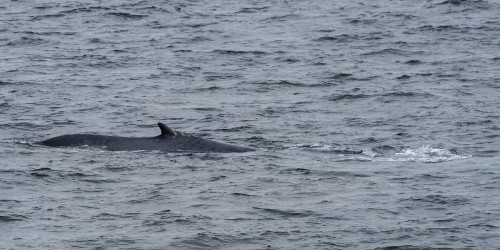 Gleich zweimal haben wir kurz einen Blauwal gesehen   (Klicken zum öffnen)