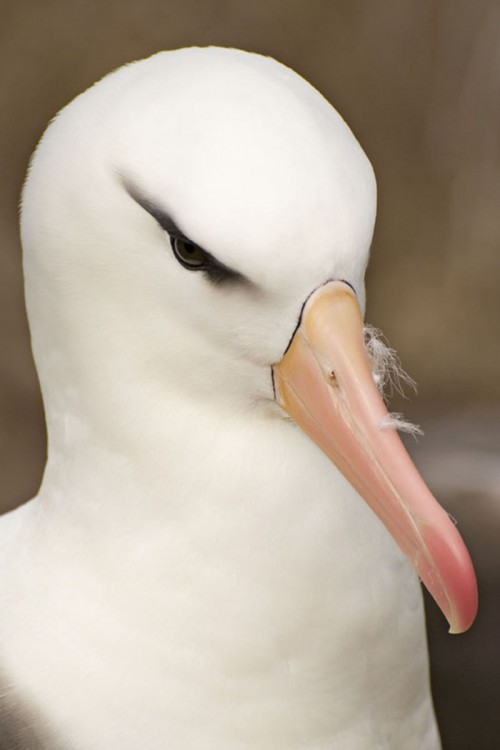Blackbrowed albatros - Schwarzbrauenalbatros   (Klicken zum öffnen)