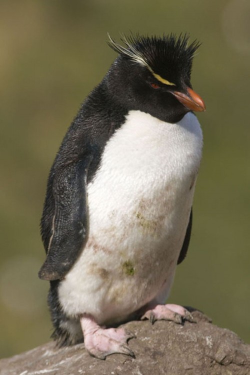Rockhopper penguin / Felsenpinguin   (Klicken zum öffnen)