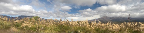 Tussok Gras im Tongariro NP   (Klicken zum öffnen)