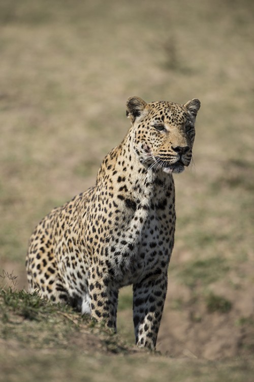 Junger Leopard auf der Lauer   (Klicken zum öffnen)