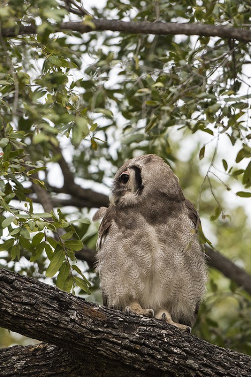 Eagle owl / Milchuhu oder Blassuhu   (Klicken zum öffnen)