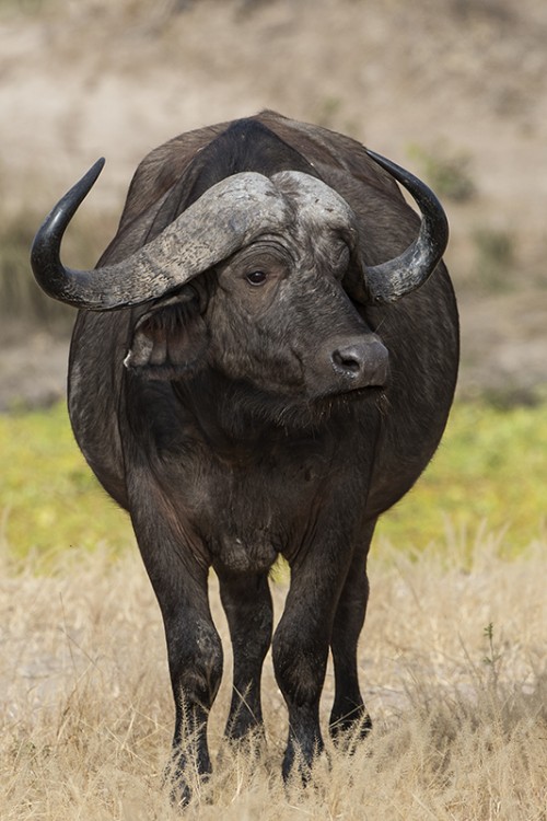 African buffalo   (Klicken zum öffnen)