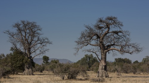 Savannenlandschaft mit Baobabs   (Klicken zum öffnen)