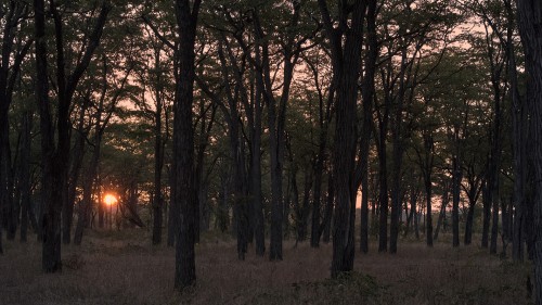 Der Tagesanbruch im Busch ist ein unbeschreibliches Erlebnis   (Klicken zum öffnen)