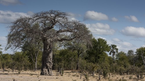 Baobabs werden bis zu 1'000 Jahre alt   (Klicken zum öffnen)