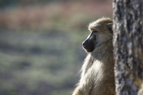 Baboon / Pavian   (Klicken zum öffnen)