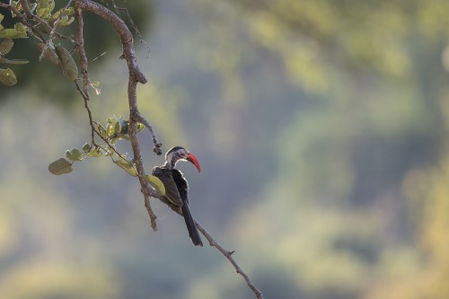 Red-billed Hornbill / Rotschnabeltoko 	   (Klicken zum öffnen)