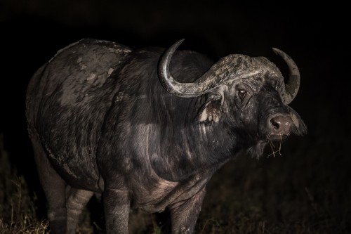 African Buffalo   (Klicken zum öffnen)