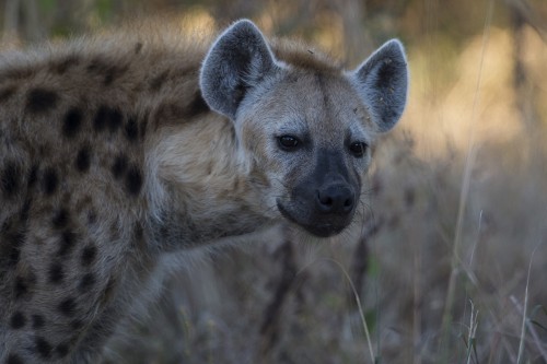 Spotted Hyena / Tüpfelhyäne   (Klicken zum öffnen)