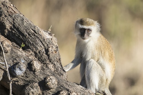 Vervet Monkey / Grüne Meerkatze   (Klicken zum öffnen)