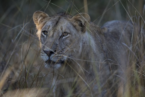 Junger Löwe versteckt sich im hohen Gras   (Klicken zum öffnen)