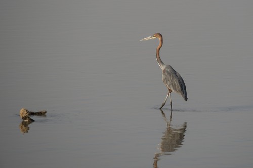 Goliath Heron / Purpurreiher   (Klicken zum öffnen)