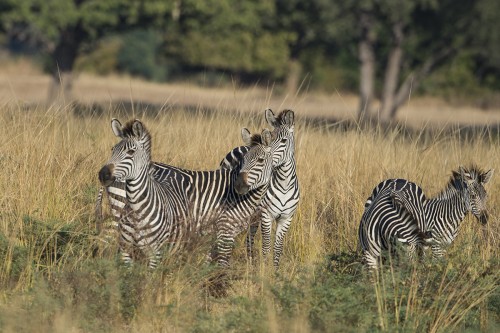 Zebras sind nie alleine unterwegs   (Klicken zum öffnen)