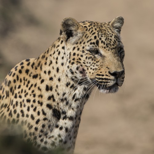 Prachstexemplar eines jungen Leoparden   (Klicken zum öffnen)
