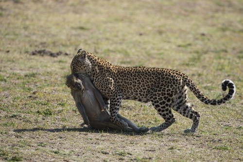 Die Beute wird zur Sicherheit vor Löwen und Hyänen auf einen Baum geschleppt   (Klicken zum öffnen)