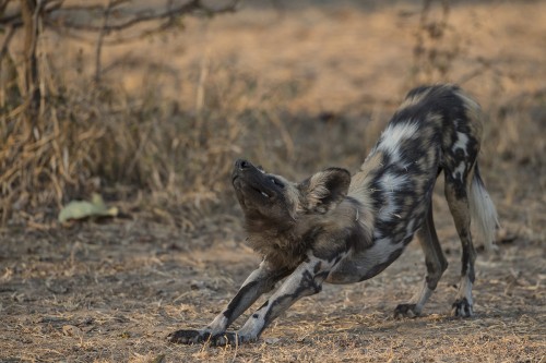 Stretching   (Klicken zum öffnen)