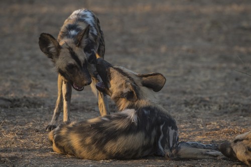 African Wild Dogs / Wildhunde   (Klicken zum öffnen)