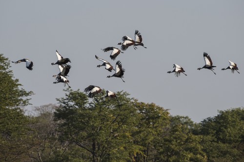 Crowned Cranes / Kronenkraniche   (Klicken zum öffnen)