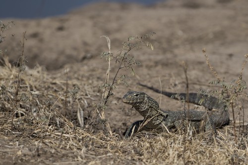 Nile monitor / Nilwaran   (Klicken zum öffnen)