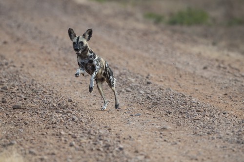 Ausgelassener Wild Dog   (Klicken zum öffnen)