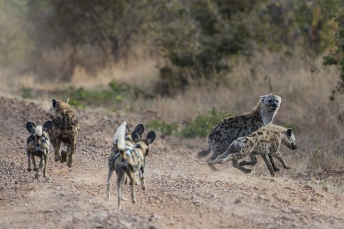 Wild Dogs vertreiben Hyänen   (Klicken zum öffnen)