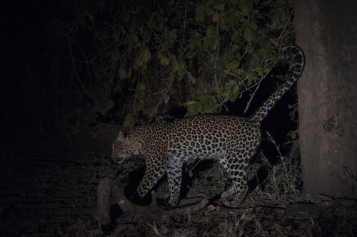 Leopard markiert sein Territorium   (Klicken zum öffnen)