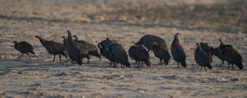 Guinea Fowls / Perlhühner   (Klicken zum öffnen)