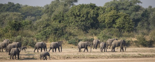 Elefantenfamilien legen jeden Tag grosse Strecken zurück   (Klicken zum öffnen)