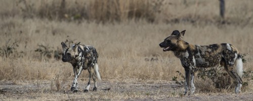 Sie jagen sehr erfolgreich in Rudeln   (Klicken zum öffnen)