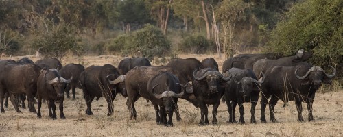 Im South Luangwa gibt es gewaltige Büffelherden   (Klicken zum öffnen)